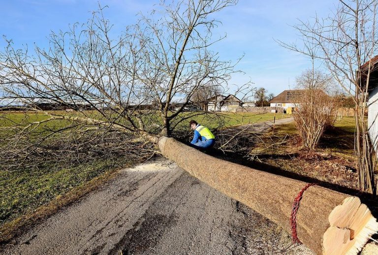 tall tree cut down